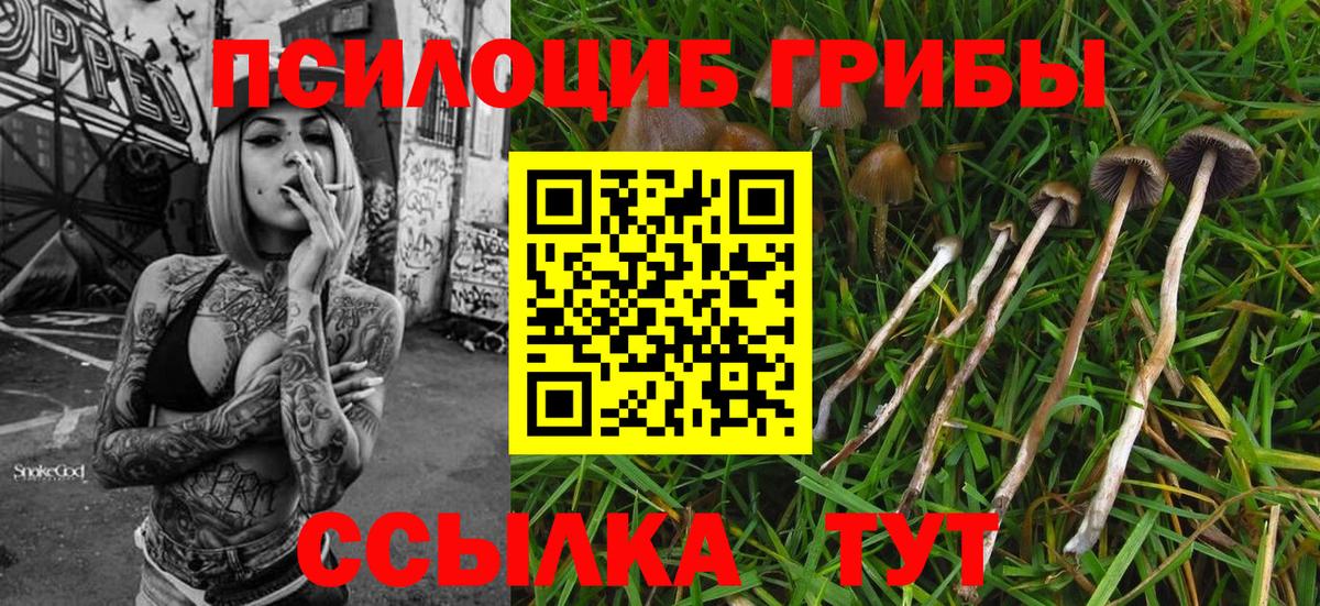 Псилоцибиновые грибы Cubensis Избербаш